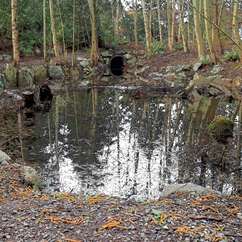 Reflections in the stream, Spirit Trail, West Vancouver