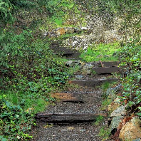 Above Horseshoe Bay, Baden Powell Trail, The Great Trail,